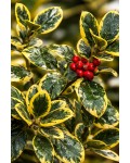 Падуб алтакларенський Голден Кінг|Ilex altaclerensis Golden King|Падуб алтакларенский Голден Кинг
